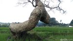 Potret Destinasi Pohon Pengantin di Salatiga
