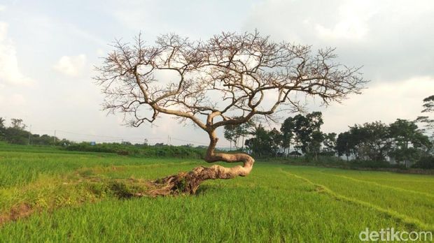 Apa Sih Daya Tarik Sebatang Pohon di Tengah Sawah Ini?