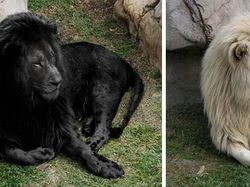 Kumpulan Foto Viral yang Ternyata Hoax!