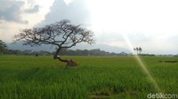 Di Desa Pulutan, menghampar luas sawah bak permadani. Pemandangan menjadi semakin indah saat suasana cerah, sebab Gunung Telomoyo dan Merbabu kokoh menampakkan wujudnya di kejauhan (Aji Kusuma/detikTravel)