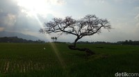 Entah sejak kapan Pohon Pengantin itu tumbuh yang pasti sudah puluhan tahun kata warga setempat (Aji Kusuma/detikTravel)