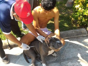 Cegah Rabies, Pemkot Mataram Matikan 150 Anjing Liar