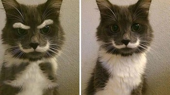 Binatang yang memiliki tampang lucu dan aneh akan cepat menjadi viral di dunia maya. Seperti foto kucing ini, yang memiliki kumis serta alis. Faktanya, kucing ini sebenarnya tidak memiliki alis seperti gambar di sebelah kiri. Alis tersebut merupakan hasil rekayasa. (Foto: Boredpanda)
