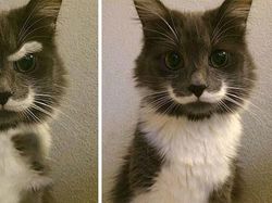 Kumpulan Foto Viral yang Ternyata Hoax!