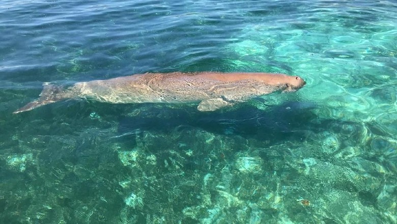 Dugong Ikan Duyung Dugong