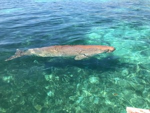 Persahabatan Manusia dengan Ikan Duyung Jadi Atraksi Wisata di Alor