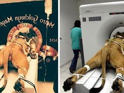 Kumpulan Foto Viral yang Ternyata Hoax!