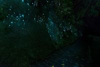 Cacing Glowworm yang ajaib (iStock)
