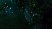 Di dalam gua, wisatawan melihat keajaiban, berupa bintik-bintik menyala di kegelapan. Itu bukanlah lampu, melainkan cacing yang bisa menyala. (iStock)