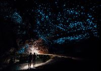 Cacing bercahaya di Glowworm Cave (iStock)