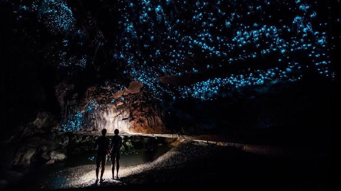 Gua Glowworm di Waitomo, Selandia Baru. Ada spesies cacing yang bisa menyala