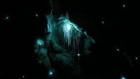 Nama latinnya Arachnocampa luminosa. Artinya cacing yang mengeluarkan jaring seperti laba-laba untuk menjerat serangga dan bisa menyala (iStock)