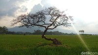 Warga Desa Pulutan, menjelaskan jika dulu ada dua pohon di lokasi itu, tetapi sayang satu di antara pohon itu sudah ditebang sejak lama (Aji Kusuma/detikTravel)