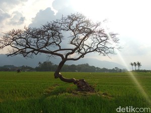Kisah Pohon Pengantin di Salatiga