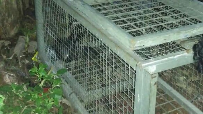 Macan Tutul Mangsa Ternak, Warga Kabupaten Serang Panik