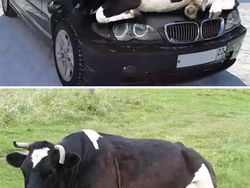 Kumpulan Foto Viral yang Ternyata Hoax!