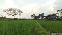 Mengambil foto dari jarak jauh, akan menampakkan suasana asri persawahan Desa Pulutan. Saat sore, semburat kuning matahari semakin menambah dramatik pencahayaaan di Pohon Pengantin (Aji Kusuma/detikTravel)