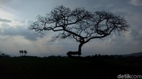Akses menuju lokasi Pohon Pengantin cukup mudah karena sudah terdeteksi di Google Maps (Aji Kusuma/detikTravel)
