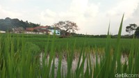 Hanya 10 menit dari pusat Kota Salatiga ke Pohon Pengantin. Untuk sekadar menumpang foto dan menikmati sore di lokasi Pohon Pengantin, tak perlu keluar uang (Aji Kusuma/detikTravel)
