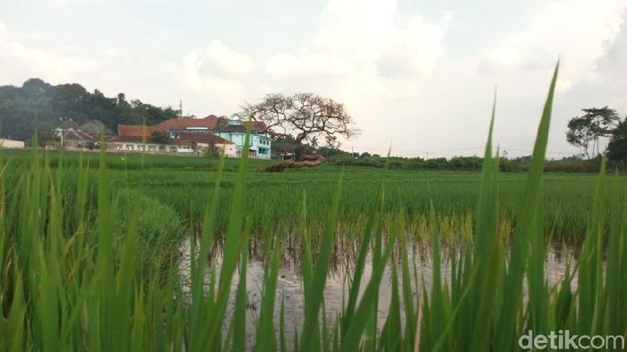 Foto: (Aji Kusuma/detikTravel) Foto: (Aji Kusuma/detikTravel)