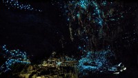 Puas di Gua Ruakuri, barulah kami pindah ke Gua Glowworm. Di gua ini cacing Glowworm-nya jauh lebih banyak dari Gua Ruakuri, tapi wisatawan dilarang memfotonya (iStock)