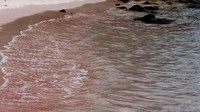 Pantai yang satu ini, punya ciri khas yang berbeda. Adanya di Timur Indonesia juga..