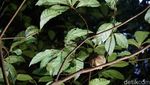 Foto: Tarsius, Hewan Misterius dari Hutan Tangkoko