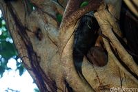 Tarsius mulai membuka mata (Wahyu/detikTravel)