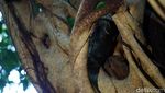 Foto: Tarsius, Hewan Misterius dari Hutan Tangkoko