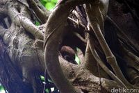 Tarsius sedang tidur di dalam pohon (Wahyu/detikTravel)