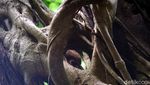 Foto: Tarsius, Hewan Misterius dari Hutan Tangkoko