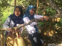 Melihat Kebun Raya Bulo, Surga Pencinta Durian di Polewali