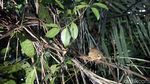 Foto: Tarsius, Hewan Misterius dari Hutan Tangkoko