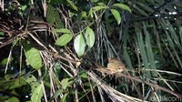 Gerakan melompatnya sangat cepat, diimbangi dengan ukuran tubuhnya yang mungil membuatnya secepat kilat hilang di balik kegelapan malam Hutan Tangkoko. (Wahyu/detikTravel)