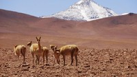 Kondisi gurun yang begitu kering pun membuat binatang sulit bertahan hidup. Hanya alpaca, kalajengking, serigala gurun, lalat dan kupu-kupu yang dapat hidup di sana (Alto Atacama Desert Lodge & Spa)
