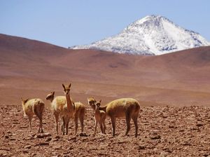 Fenomena Langka! Gurun Pasir Atacama di Chili Diselimuti Salju
