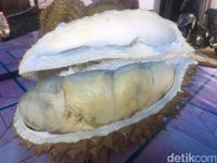 Melihat Kebun Raya Bulo, Surga Pencinta Durian di Polewali