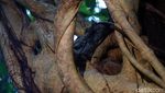 Foto: Tarsius, Hewan Misterius dari Hutan Tangkoko
