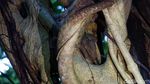 Foto: Tarsius, Hewan Misterius dari Hutan Tangkoko