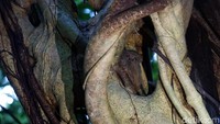Mari berkenalan dengan Tarsius, spesies hewan dilindungi asli dari Pulau Sulawesi. Tarsius masih termasuk ke dalam keluarga Primata. (Wahyu/detikTravel)
