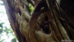 Foto: Tarsius, Hewan Misterius dari Hutan Tangkoko