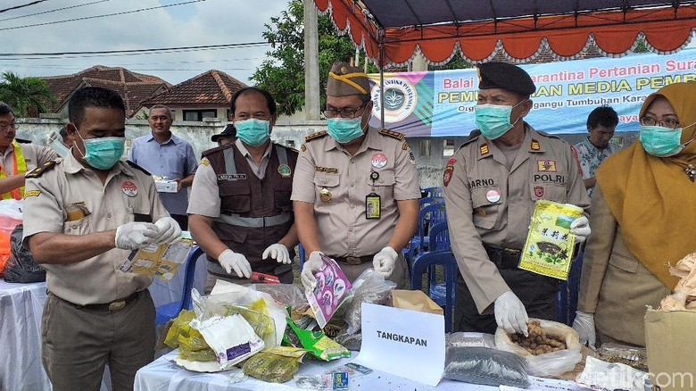 83 Jenis Komoditas Pengganggu Tumbuhan Dimusnahkan 83 Jenis Komoditas Pengganggu Tumbuhan Dimusnahkan