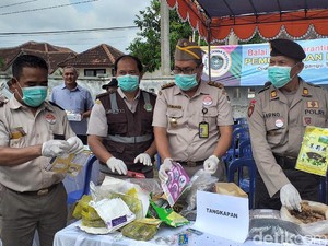 83 Jenis Komoditas Pengganggu Tumbuhan Dimusnahkan