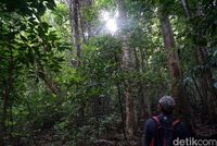 Meldi memandu kami masuk ke dalam hutan (Wahyu/detikTravel)