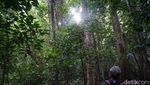 Foto: Tarsius, Hewan Misterius dari Hutan Tangkoko