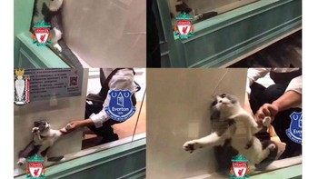 Everton diibaratkan mengambil Liverpool si kucing dari atas klasemen Liga Inggris. Foto: istimewa