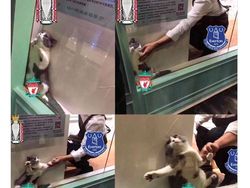 Meme Liverpool Terancam Gagal Juara (Lagi)