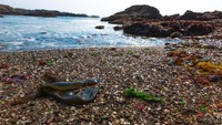 Inilah Glass Beach, Kota Fort Bragg, California, AS. Bukan pasir, namun pantainya berisi bebatuan kaca yang terbentuk dari sampah kaca penduduk selama ratusan tahun. (iStock)