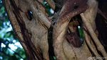 Foto: Tarsius, Hewan Misterius dari Hutan Tangkoko
