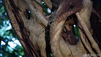 Perjumpaan kami dengan Tarsius pun berakhir. Semoga hewan imut ini tetap lestari di habitatnya ya! (Wahyu/detikTravel)